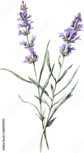 Watercolor Grosso Lavender Floral Clipart  Isolated on Transparent Background