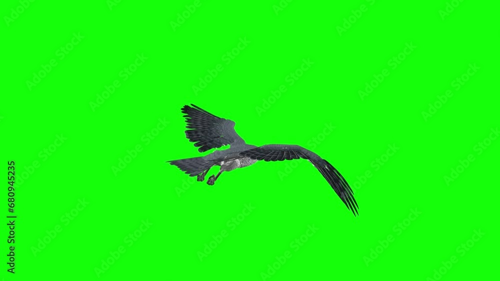 Peregrine Falcon - Raptor Bird - Flying Loop - Back Angle View CU - Green Screen Peregrine Falcon - Raptor Bird - Flying Loop - Back Angle View CU - Green Screen