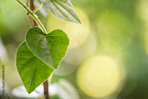 Icevine or Cissampelos pareira branch green leaves on nature background. photo