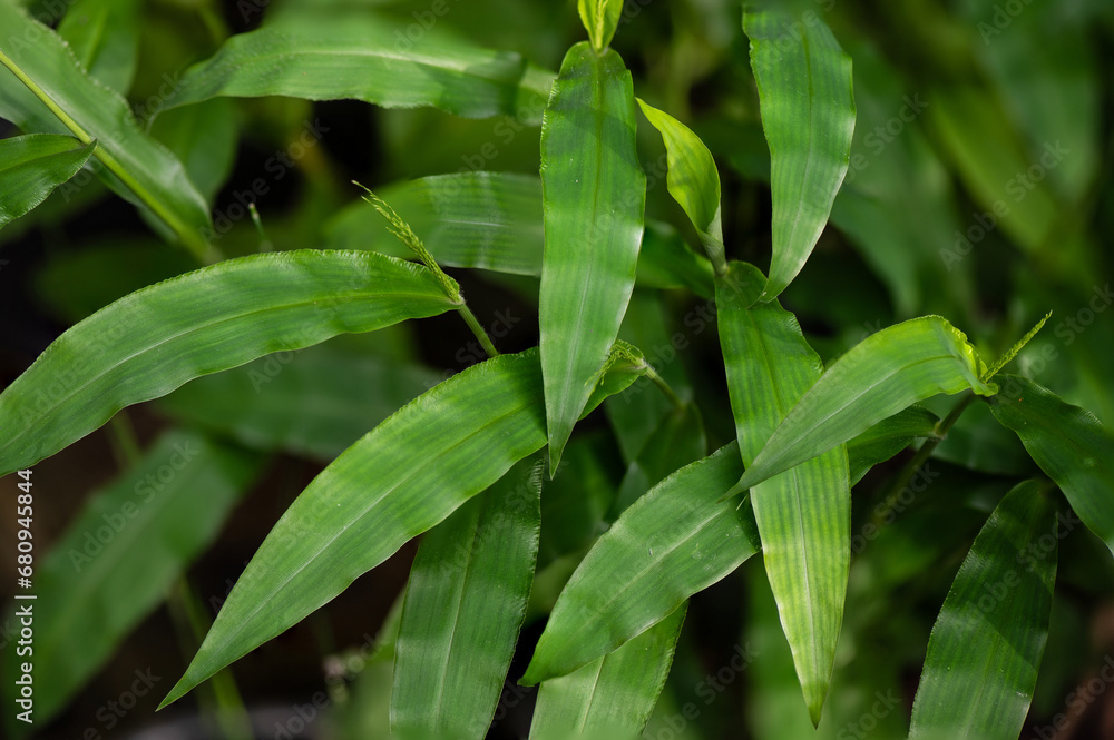 Barbed grass or Centotheca lappacea green leaves on nature background. Barbed grass or Centotheca lappacea green leaves on nature background.