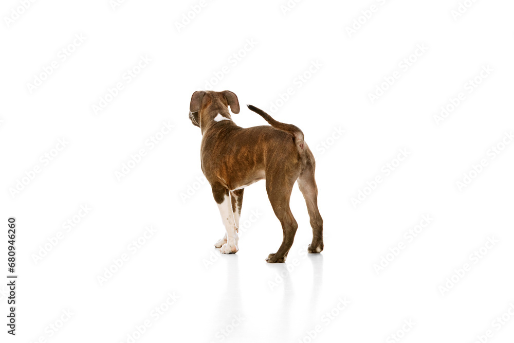 Back view image of cute puppy, dog, purebred american staffordshire terrier standing isolated over white background. Concept of animal lifestyle, care, pet friend, vet. Negative space to insert text Back view image of cute puppy, dog, purebred american staffordshire terrier standing isolated over white background. Concept of animal lifestyle, care, pet friend, vet. Negative space to insert text