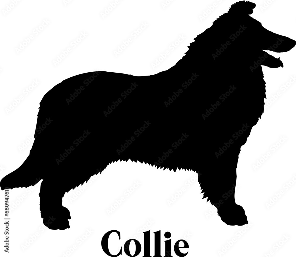 Collie Dog silhouette dog breeds logo dog monogram logo dog face vector
SVG