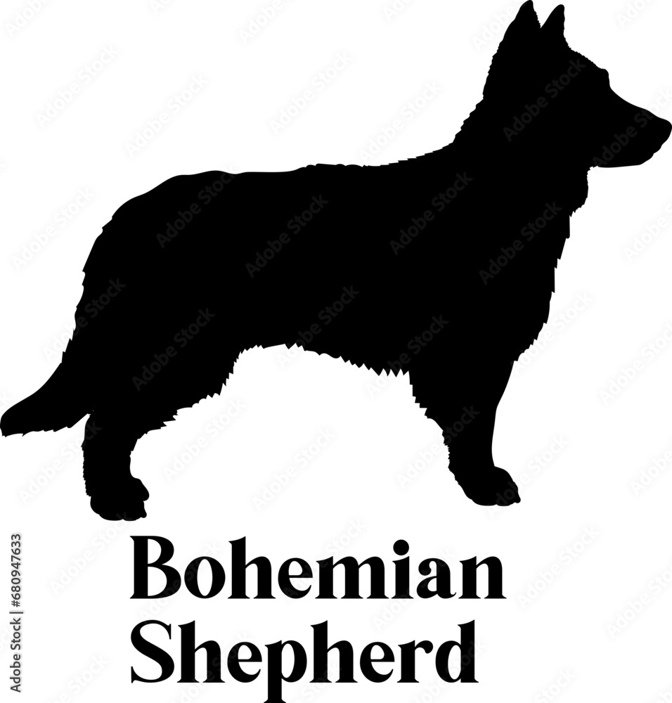 Bohemian Shepherd. Dog silhouette dog breeds logo dog monogram logo dog face vector
SVG