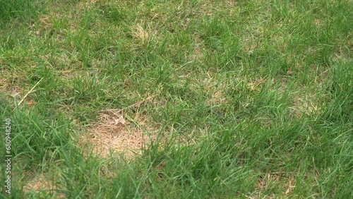 green and brown spoiled grass, lack of lawn care and maintenance of lawn covering. lawn in poor condition. close up.