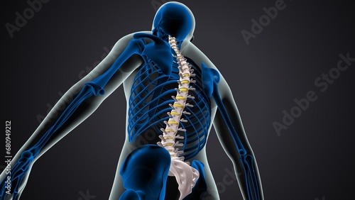 male skeleton clavicle,sternum,ribs,radius and vertebrae anatomy. 3d illustration  photo