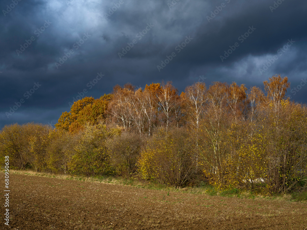 Fototapeta premium Bäume im Herbst vor dunklem Himmel
