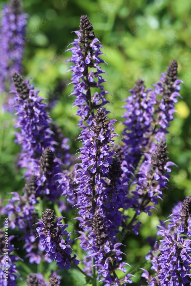 lavender flowers close up lavender flowers close up