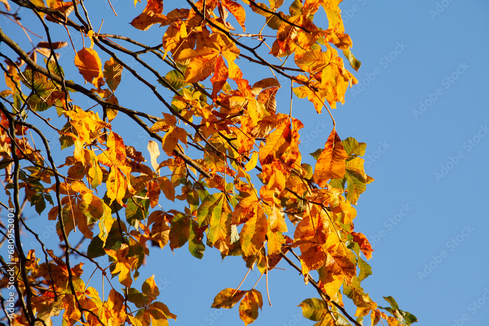Kastanienlaub, Kastanie, Golgelbes Herbstlaub an einem Baum hängend, Deutschland Kastanienlaub, Kastanie, Golgelbes Herbstlaub an einem Baum hängend, Deutschland