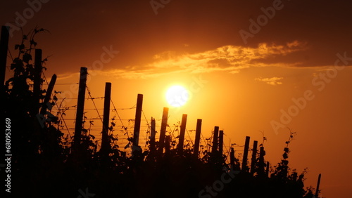 Sonnenuntergang in den Reben