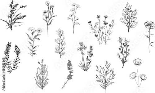  A set of a variety botanical plants and flowers.Line art.