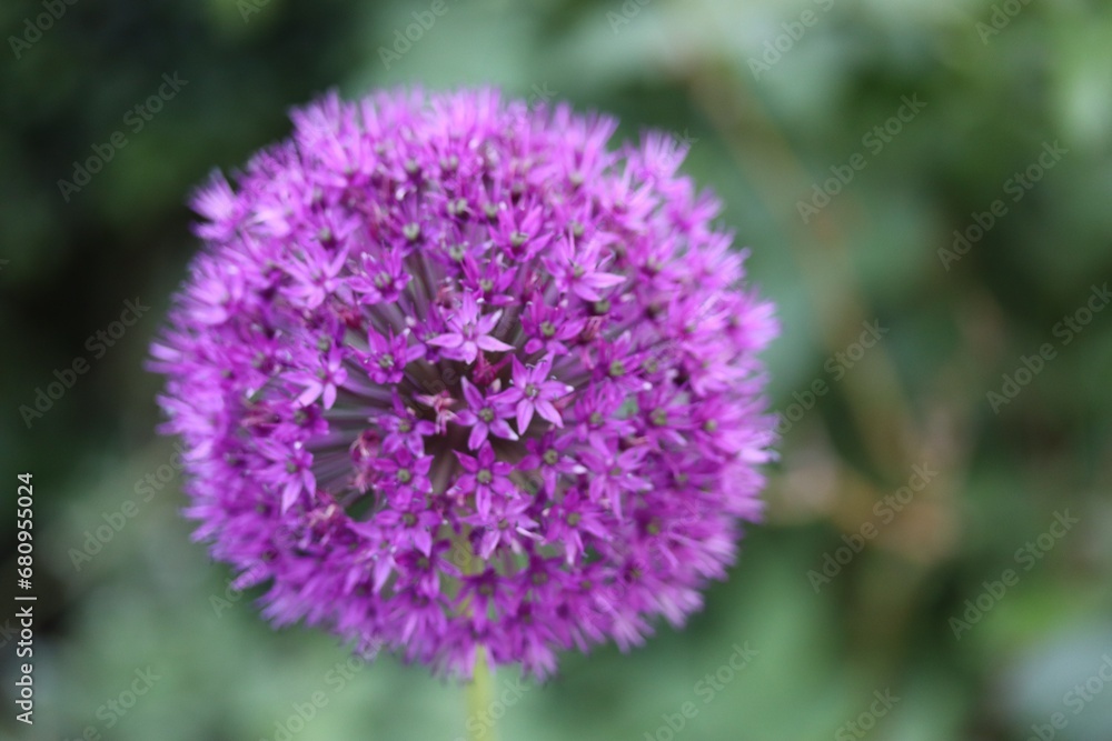 Purple flowering ornamental onion in the garden in summer Purple flowering ornamental onion in the garden in summer