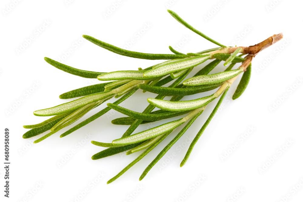 Fototapeta premium Fresh Rosemary Herb bunch. Gardening farming fragrant herb rosemary spice, isolated on white background