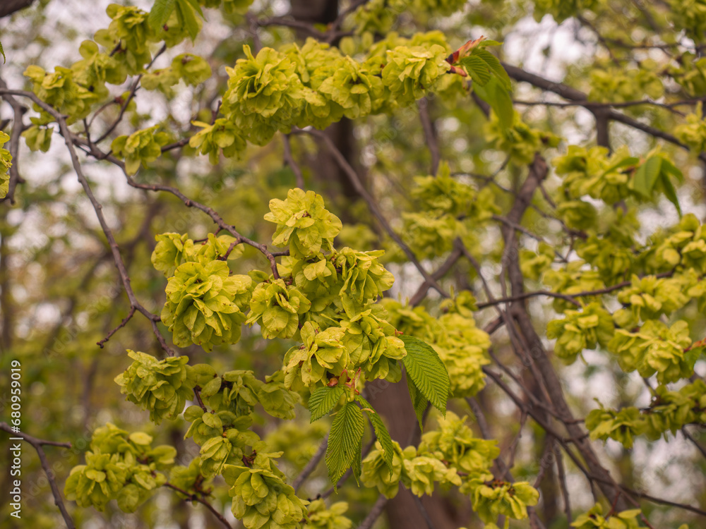 An kleinen Zweigen der Bergulme (Ulmus glabra) hängen die grünen Samen. An kleinen Zweigen der Bergulme (Ulmus glabra) hängen die grünen Samen.