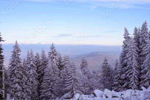 Snowy mountain winter forest