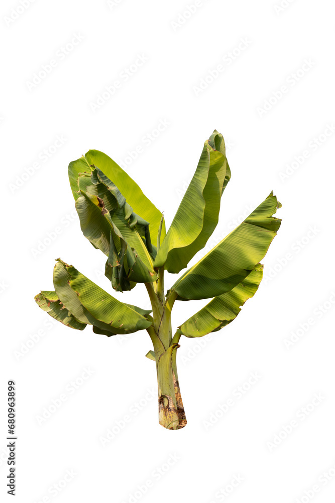 Obraz premium Banana tree