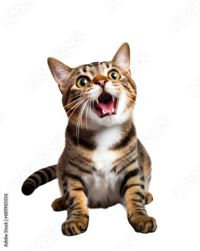 Surprised tabby cat with eyes and jaw wide open  isolated on transparent white background
