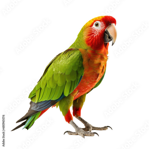 Tropical parrot with bright feathers on transparent white