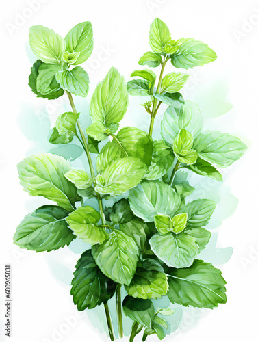 A Close Up Of A Plant - Mint leaves watercolor illustration