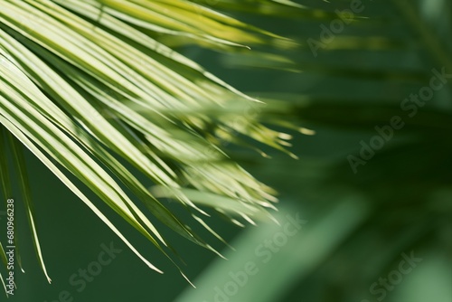 Stylish background for presentation. Palm leaf on a green surface with shadow. generative ai.