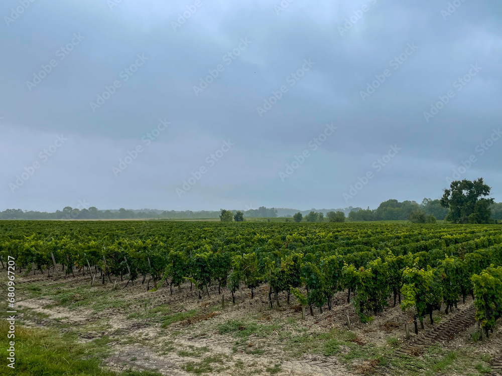 Bordeaux Beauty: A Serene Snapshot of Vineyard Elegance