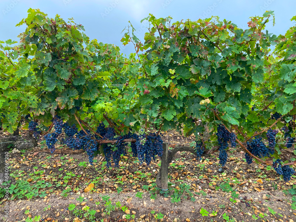 Bordeaux's Essence: A Grape's Portrait from the Heart of the Vineyards