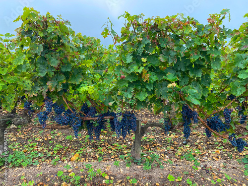 Bordeaux's Essence: A Grape's Portrait from the Heart of the Vineyards