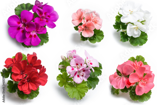 Geranium flower blossoms of various colors with green leaves isolated on white background, colorful geranium flowers template concept. Close up view photo