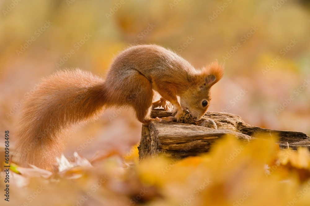 Beautiful autumn scene with a cute european red squirrel. Sciurus vulgaris. A squirrel posing in autumn forest. Beautiful autumn scene with a cute european red squirrel. Sciurus vulgaris. A squirrel posing in autumn forest.