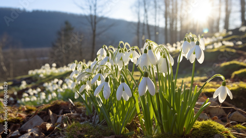 Snowdrops in the forest.