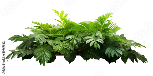 Tropical plant arrangement decoration isolated on transparent or white background, png photo