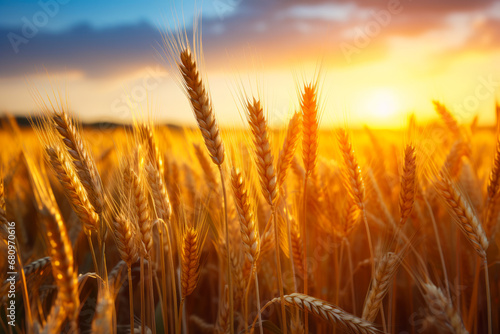 Field of wheat at sunset with the sun shining on it.