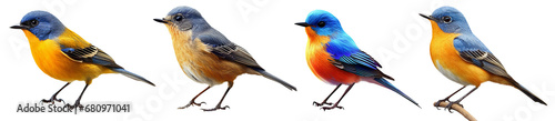 Collection set of Blue-fronted Redstart birds isolated on transparent or white background, png photo