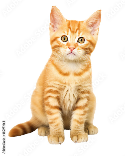 Orange tabby cat isolated on transparent or white background, png © Medard