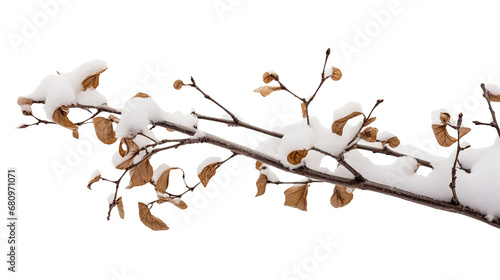 Oak leaves in snow isolated on transparent or white background, png photo