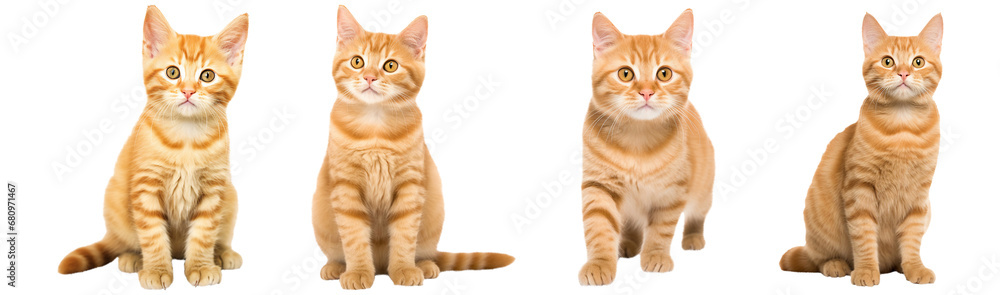 Collection set of orange tabby cats isolated on transparent or white background, png