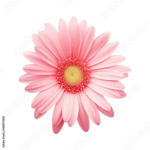 Pink daisy, chamomile isolated on transparent or white background, png