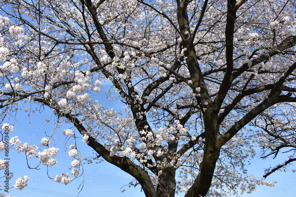 tree blossom tree blossom