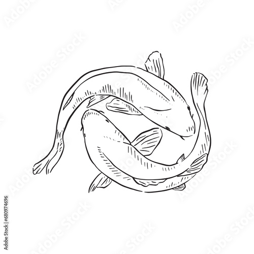 A line drawn illustration of two koi carp fish; hand drawn, these fish are often kept as expensive pets and are famous in the Asian regions. 