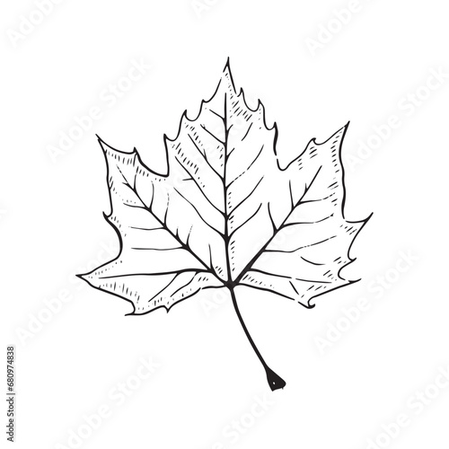 A line drawn illustration of a maple leaf taking inspiration from autumnal themes and nature.