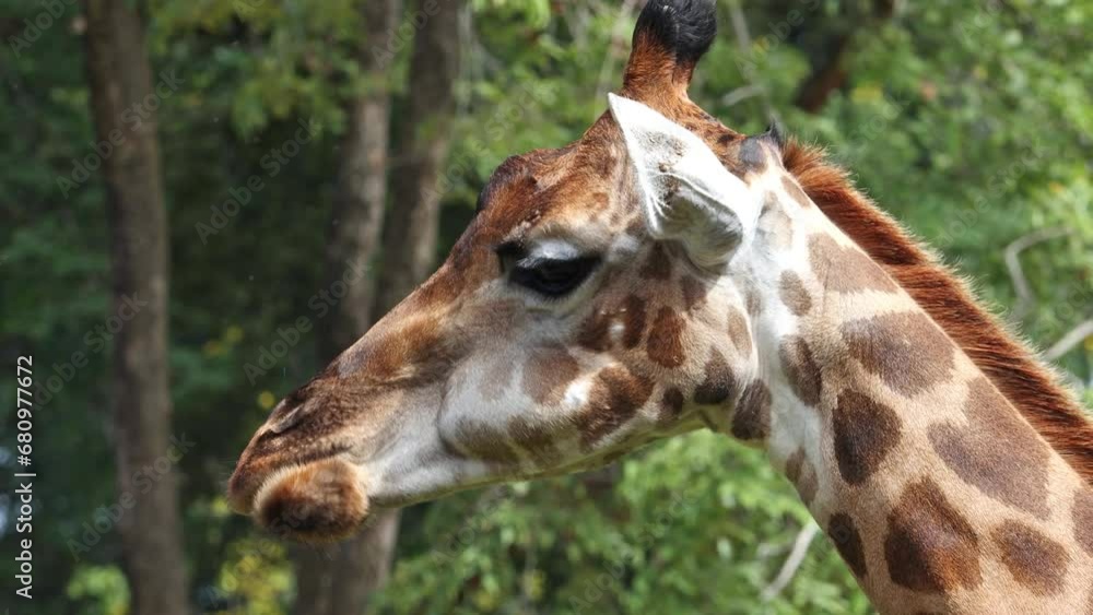 A giraffe chews and looks at the camera A giraffe chews and looks at the camera