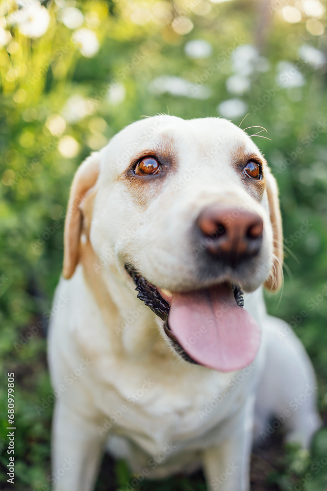 Close up of a cut golden labrador retriever in nature. A beautiful domestic dog