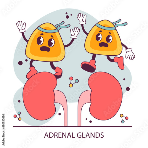 Endocrine system organ. Human gland function. Adrenal gland. Human hormones secretion and balance. Nervous system regulation. Flat vector illustration