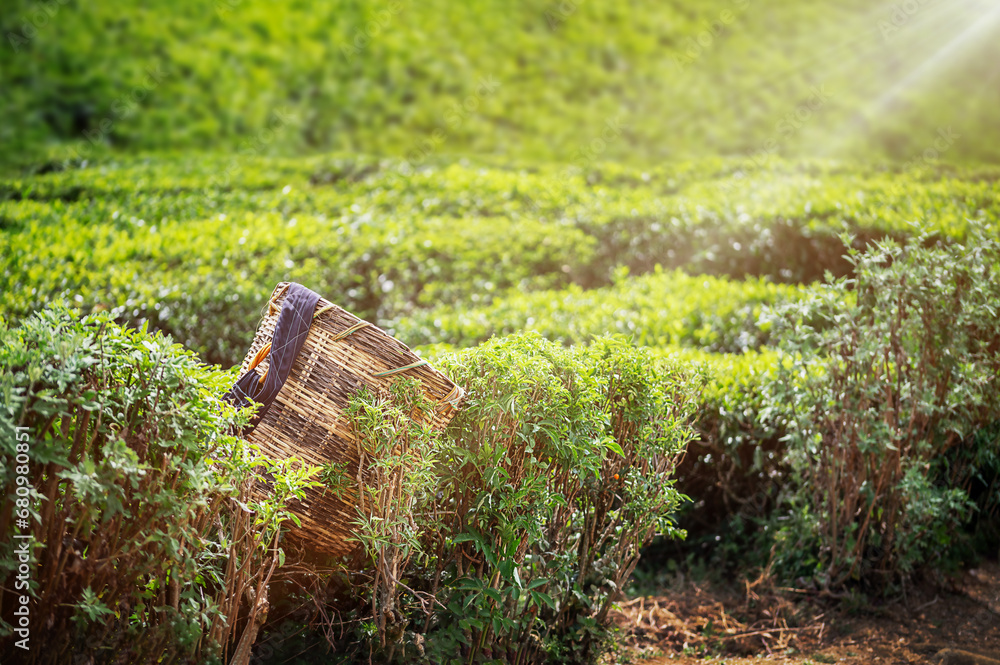 Fototapeta premium Tea picker bag with fresh leaf over a bush on tea plantation at Sri Lanka
