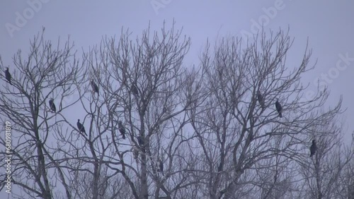 Birds Great cormorant, Phalacrocorax carbo on branches tree in cloudy, frosty wintertime - real time with zoom in and zoom out. Topics: ornithology, natural environment, season, winter photo