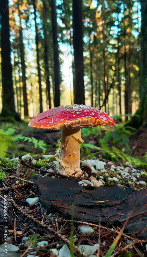 Fototapeta premium Macro of a red toadstool mushroom in a German forest