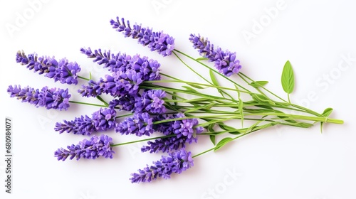 Colorful watercolor lavender flowers illustration on a white background.