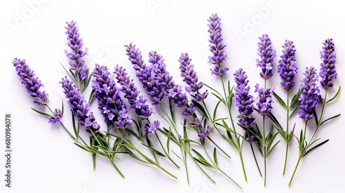 Colorful watercolor lavender flowers illustration on a white background.