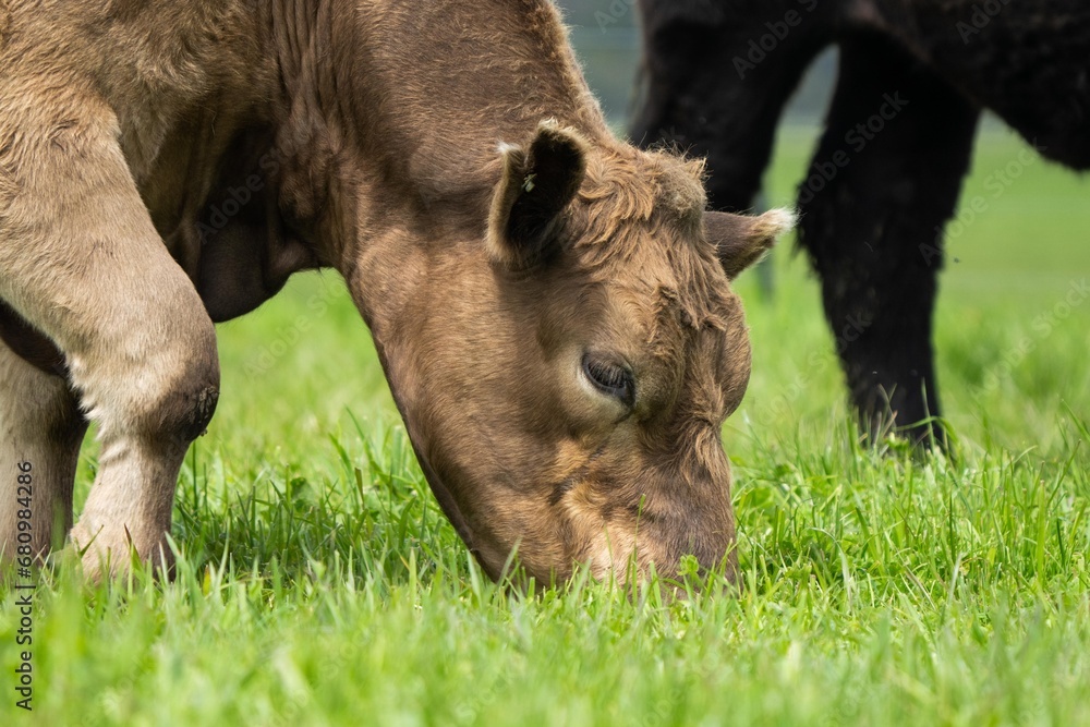 Fototapeta premium Stud Beef bulls, cows and calves grazing on grass in a field, in Australia. breeds of cattle include speckled park, murray grey, angus, brangus and wagyu on long pasture in spring and summer