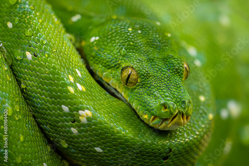 Green Tree Python - Morelia viridis, beautiful green snake from Asian tropical forests and woodlands, Papua New Guinea.