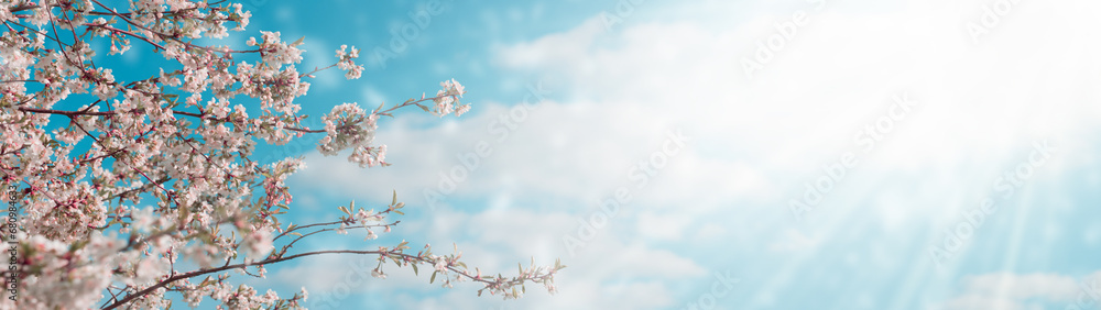Beautiful blossoming of tree branches in spring against the background of a blue sky with clouds on a sunny day. Copy space. Panorama. Banner. - obrazy, fototapety, plakaty 